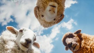 Cloud (Regina Hall), Mopple (Chris O'Dowd), and Lily (Julia Louis-Dreyfus) in "The Sheep Detectives" film (2026)
