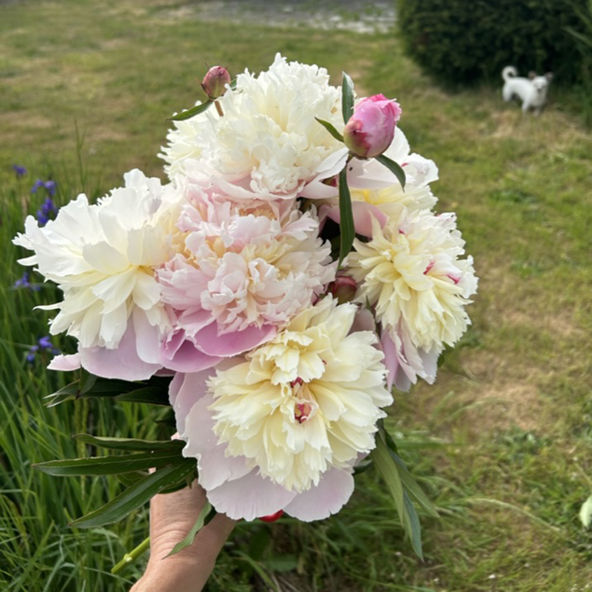 dahlias in a posy