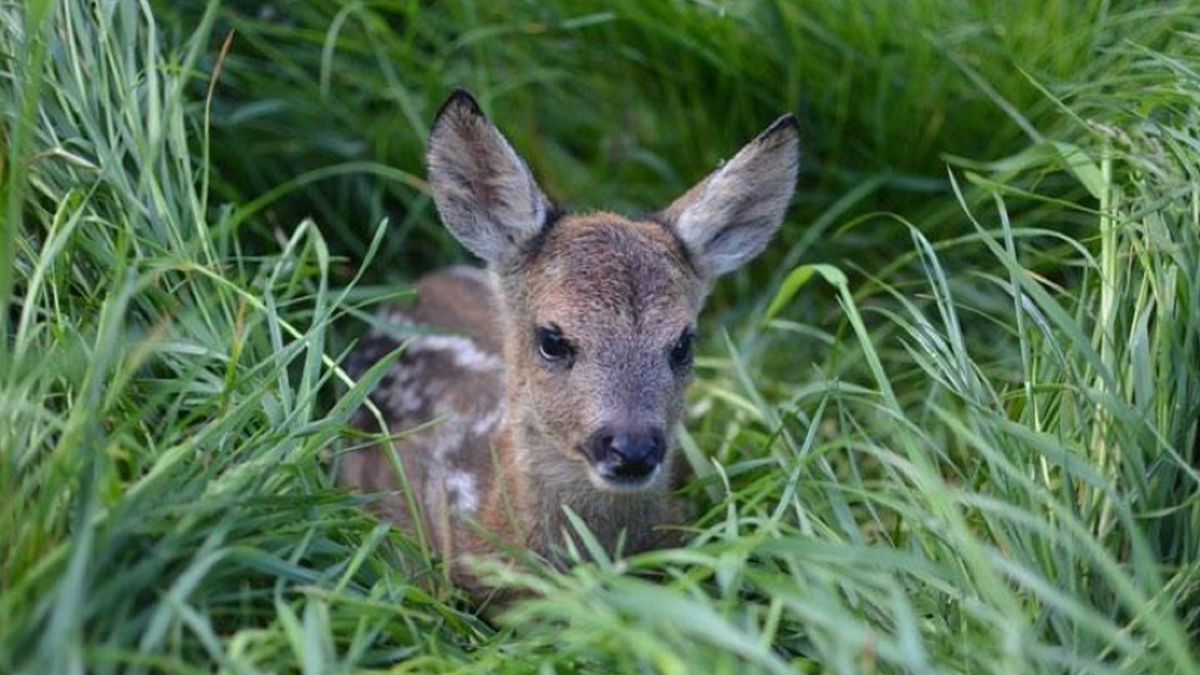 This cute baby deer was saved from a gruesome fate thanks to DJI's ...