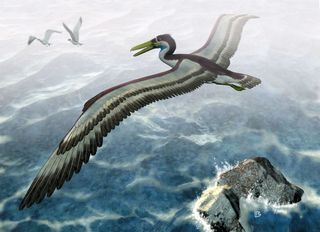 Imagine a bird like an ocean-going goose almost the size of a small plane. That was this ancient, giant pseudo-toothed bird, or pelagornithid. It lived around what is now England 50 million years ago.