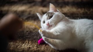 White munchkin cat