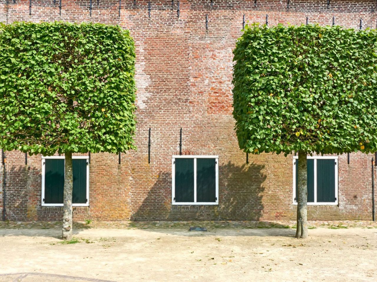 Two Cube-Shaped Trees Infront Of A Building