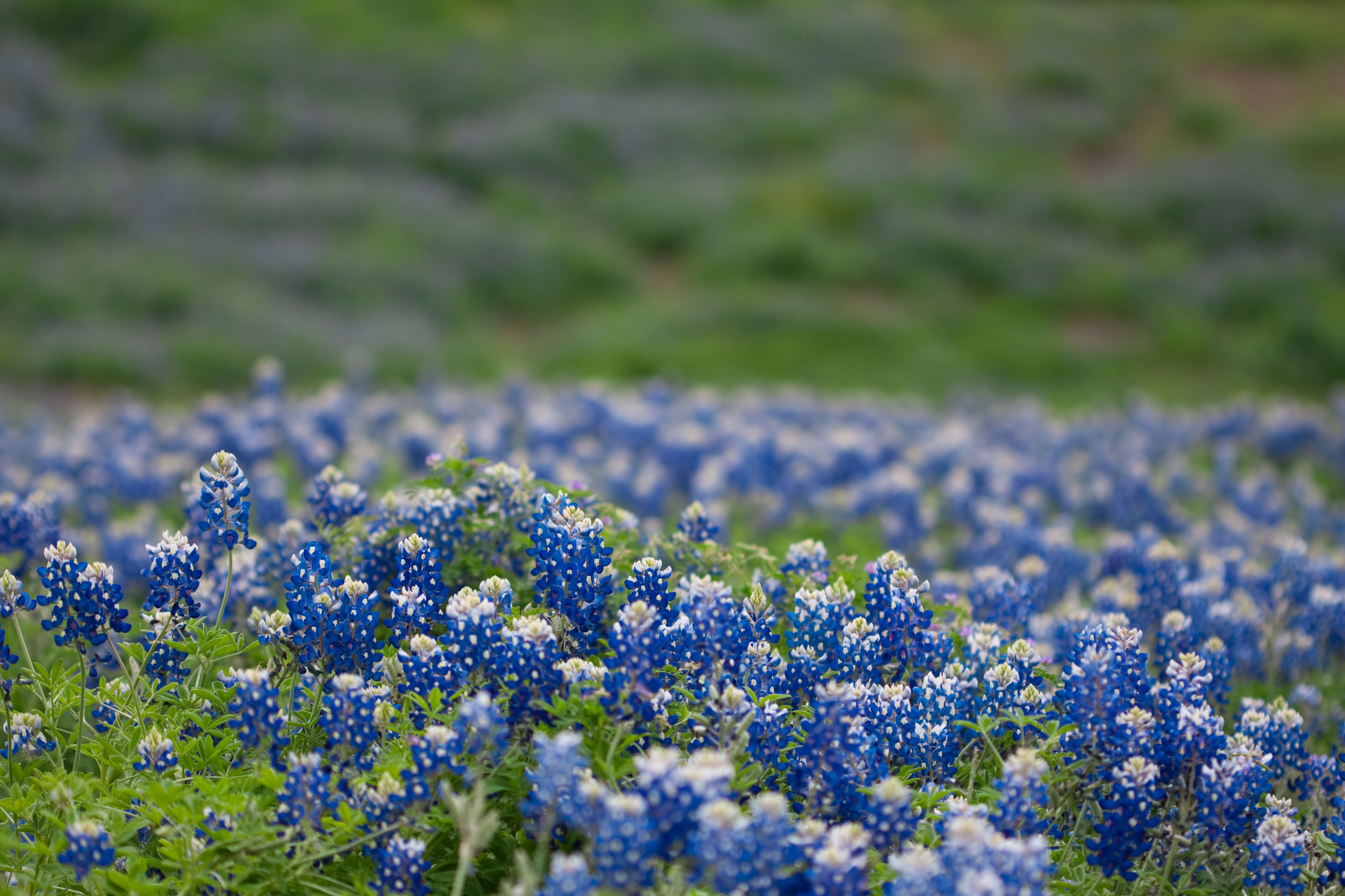 How to grow blue tips for the Texan State flower