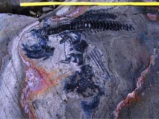 Ichthyosaur fossil