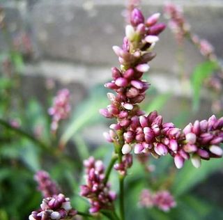 Chuxay Garden 100 Seeds Persicaria Capitata Seed,pink-Headed Persicaria,pinkhead Smartweed,pink Knotweed Pink Prostrate Herb Plant Edible Cooking Seasoning Plant