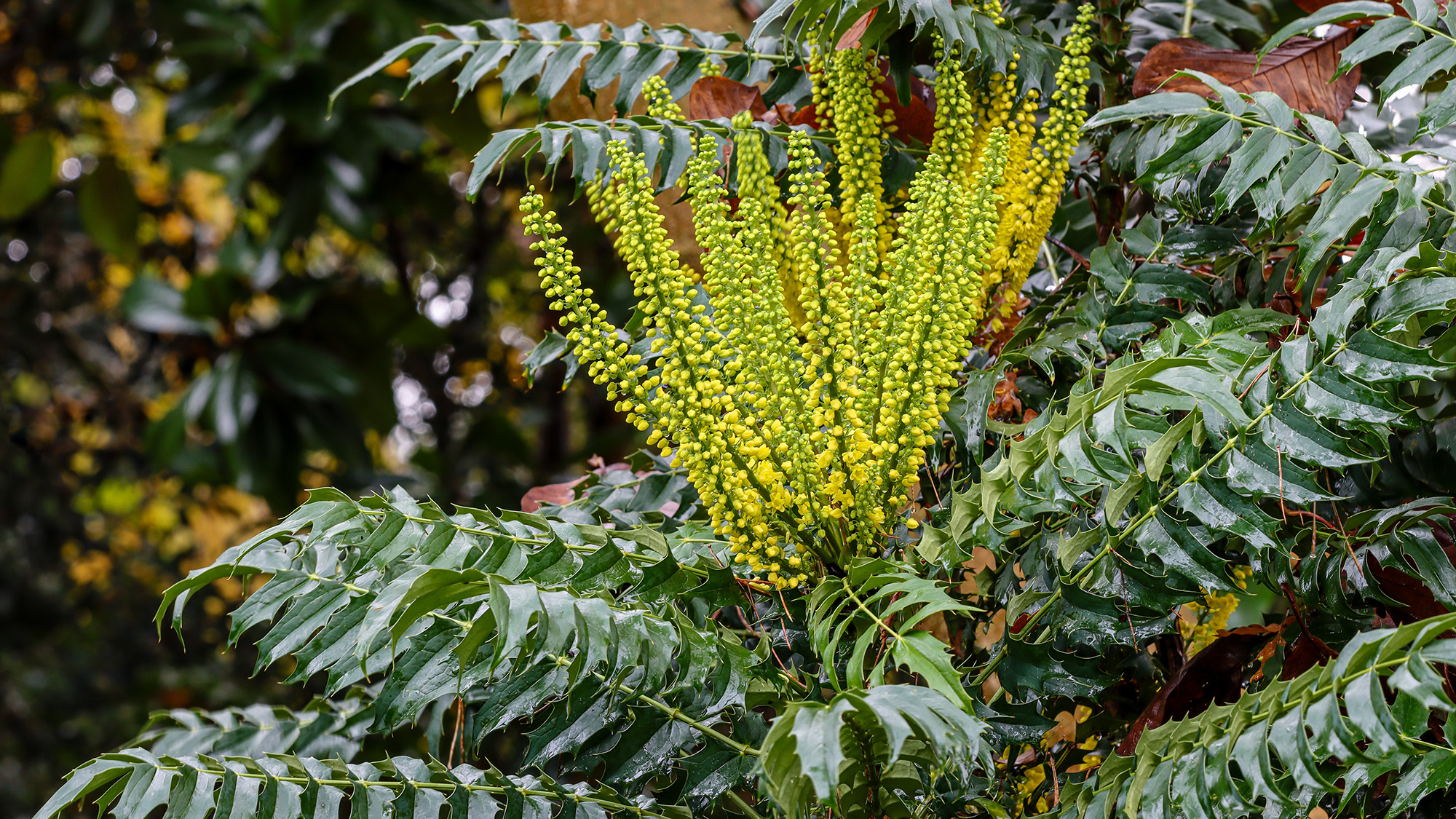 Mahonia