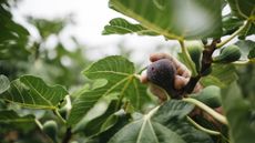 Ripe fig on a tree