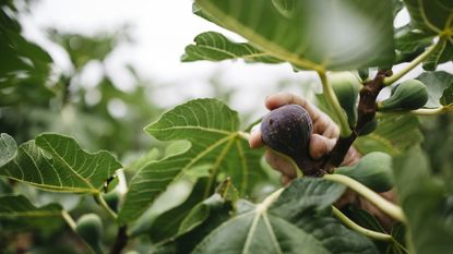 Ripe fig on a tree