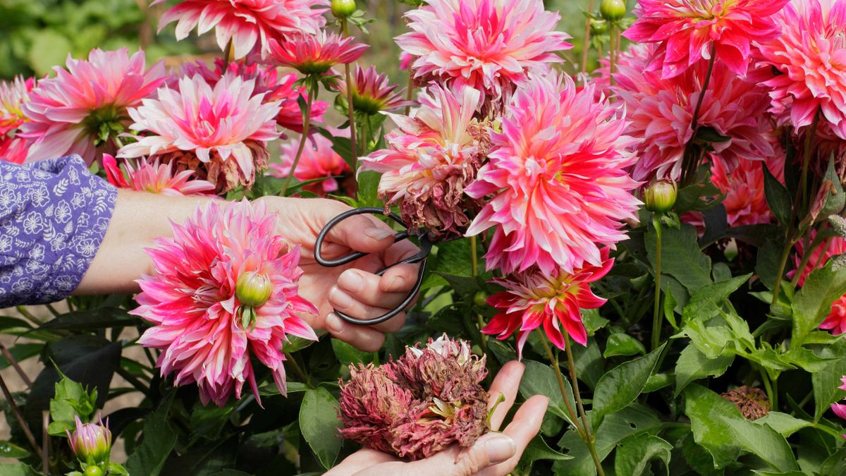 How to deadhead dahlias: to keep them blooming for longer