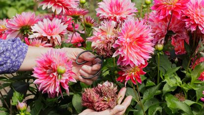 woman deadheading dahlia flowers with pruners