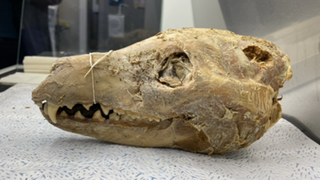 Profile picture of a 108-year-old Tasmanian tiger skull with remnants of skin still attached. The teeth are visible in the jaws.