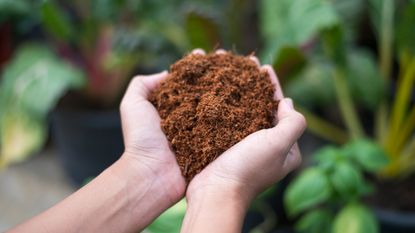 Hands holding peat moss or soil