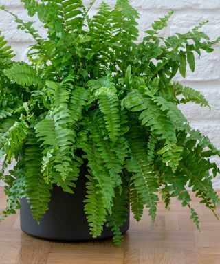 small boston fern in black pot with white brick background indoors