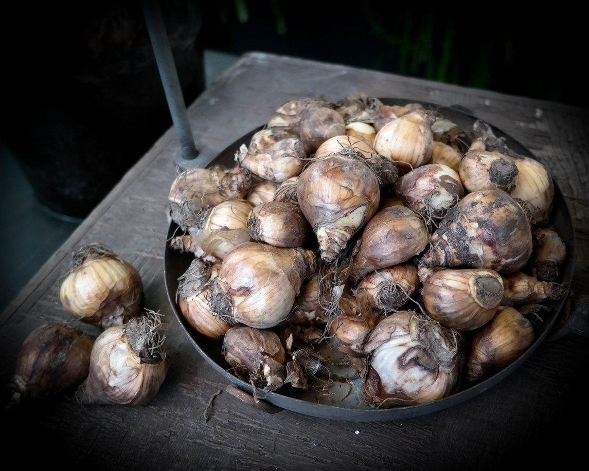 Zone 8 Bulb Planting When To Plant Bulbs In Zone 8 Climates