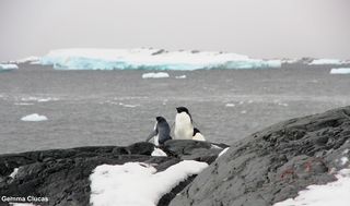 Adélie penguins on the Yalours Islands