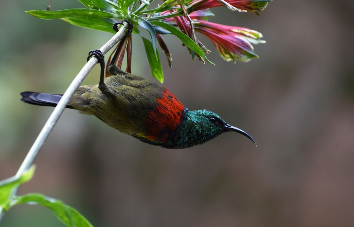 These birds have been singing the same songs for literally a million years