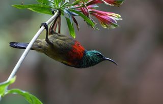 A double-collared sunbird is a tiny, colorful bird that resembles a hummingbird.