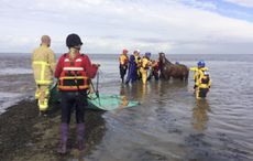 beach rescue