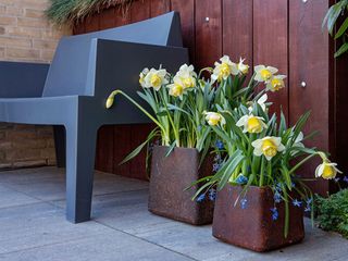 Siberica scilla and Double Pam narcissus in modern containers