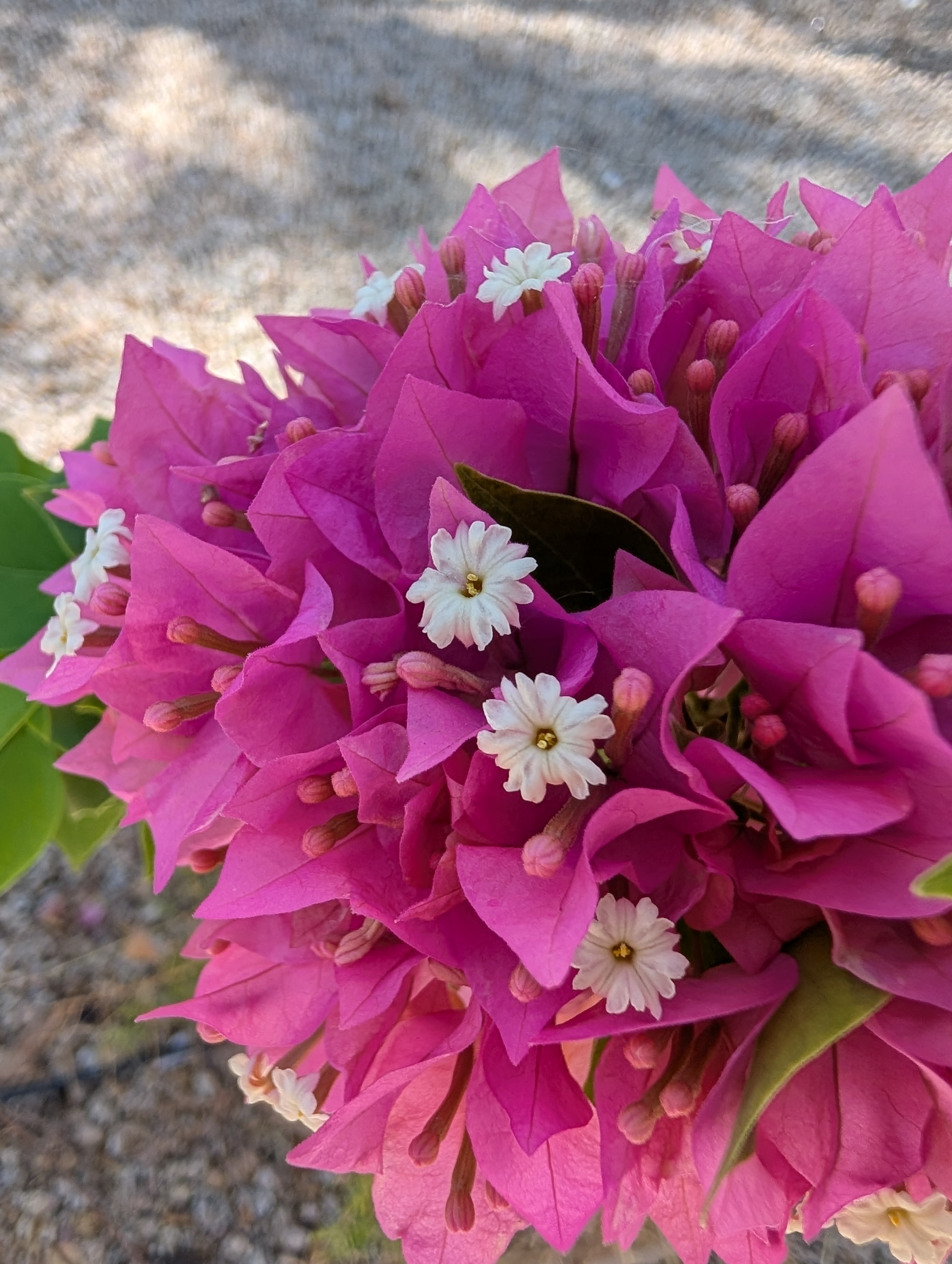 A macro shot of pink and white flowers captured with the Google Pixel 9.