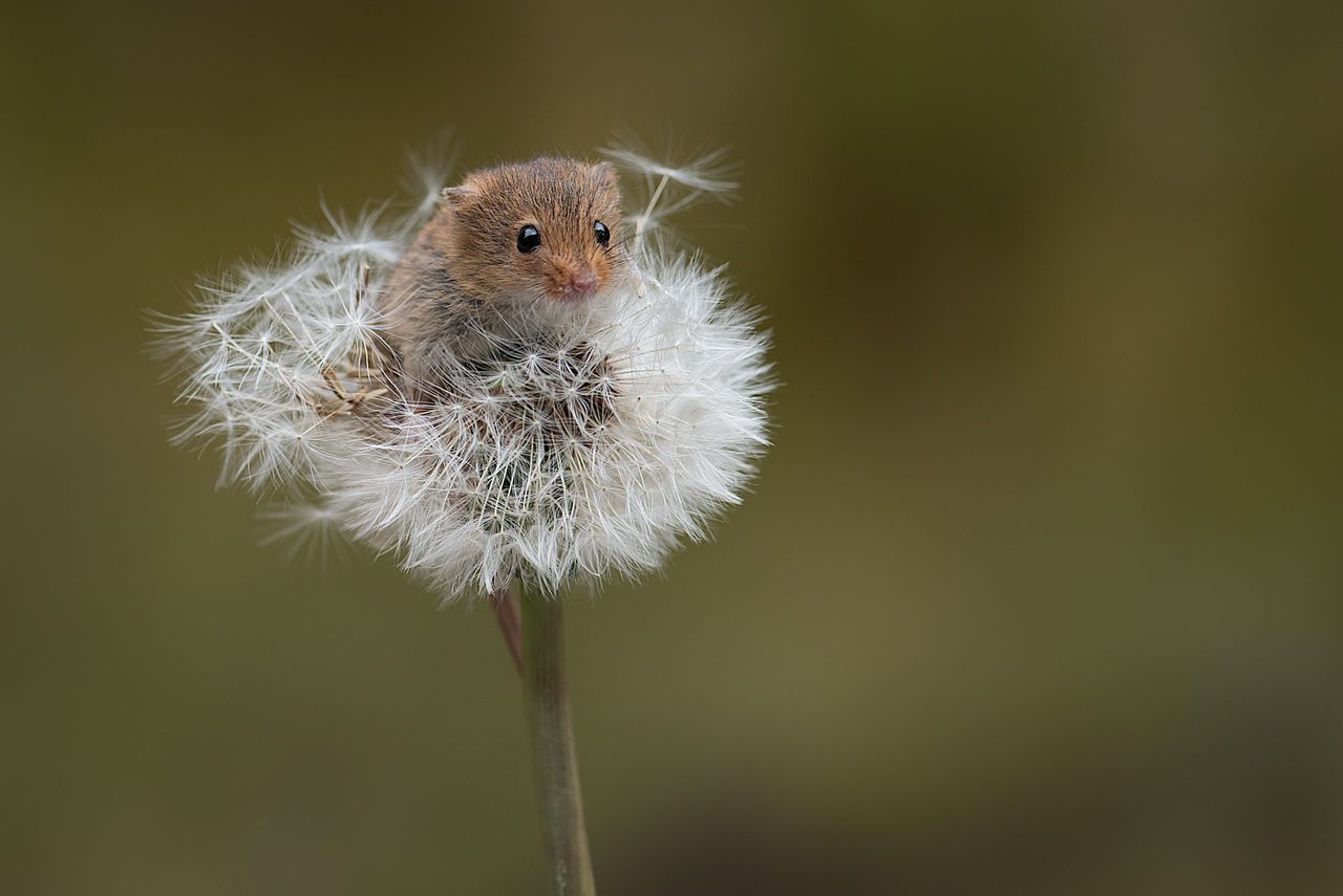 A small harvest mouse balancing on the top of a dandelion clock looking forward