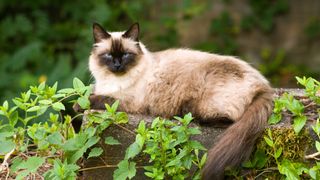 Himalayan cat