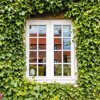 wooden casement window in house surrounded by wall climbing plant