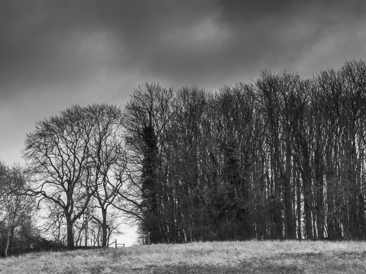 A black and white picture of trees