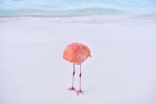 A PICTURE OF A FLAMINGO SCRATCHING ITS BELLY BUT ITS HEAD APPEARS TO BE MISSING