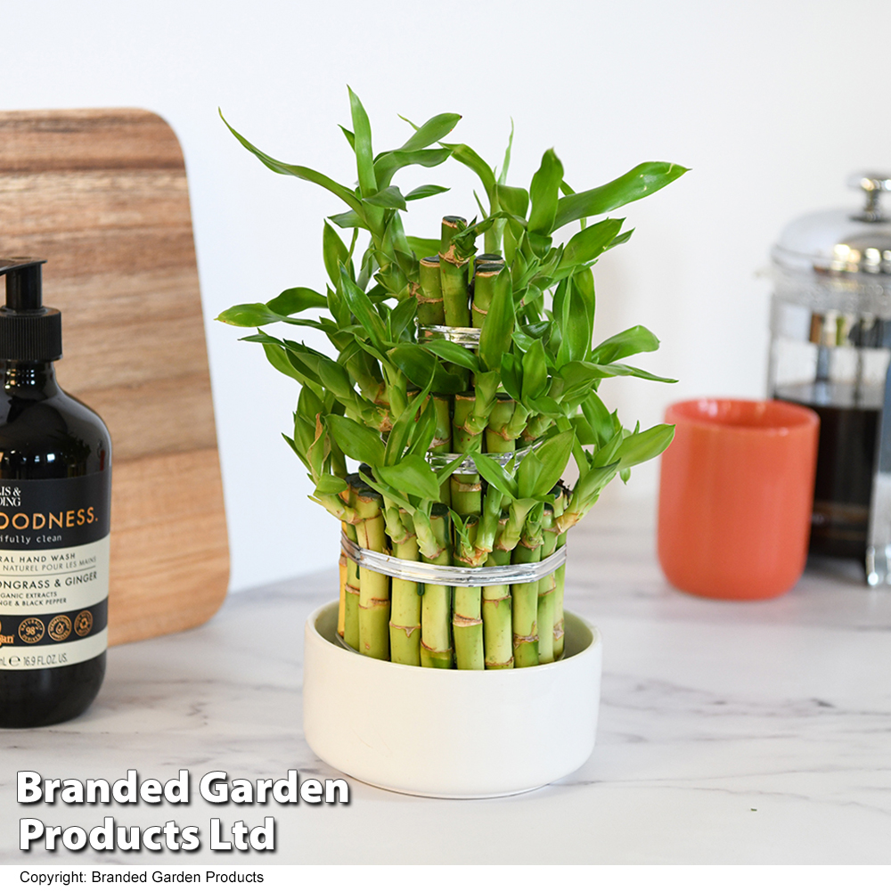 Dracaena Sanderiana 'lucky Bamboo'
