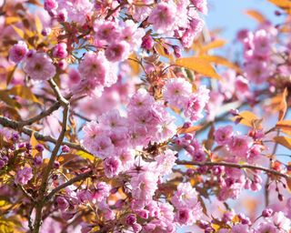 Close up pink cherry blossom against a blue sky