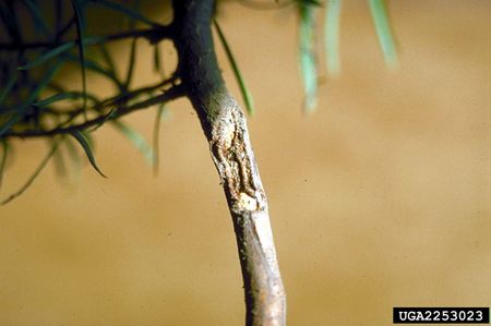 Damage From Pests On Cranberry Plant