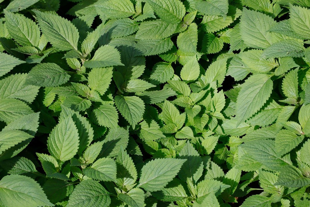 What Is A Mint Shrub Learn About Mint Shrub Care And Growing Gardening Know How