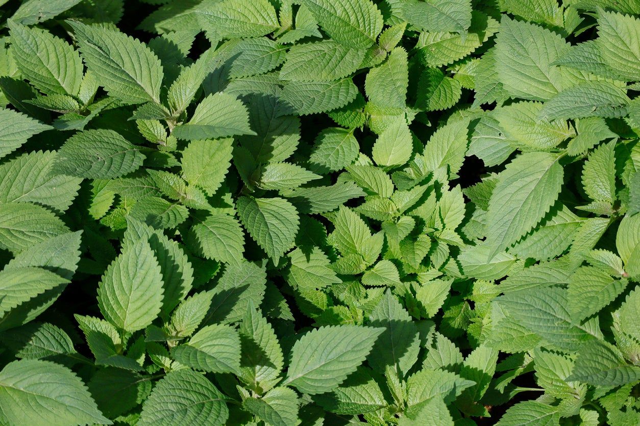 Elsholtzia Mint Shrub Plants