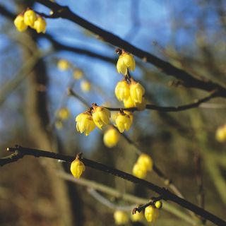 Yellow flowering wintersweet Chimonanthus praecox