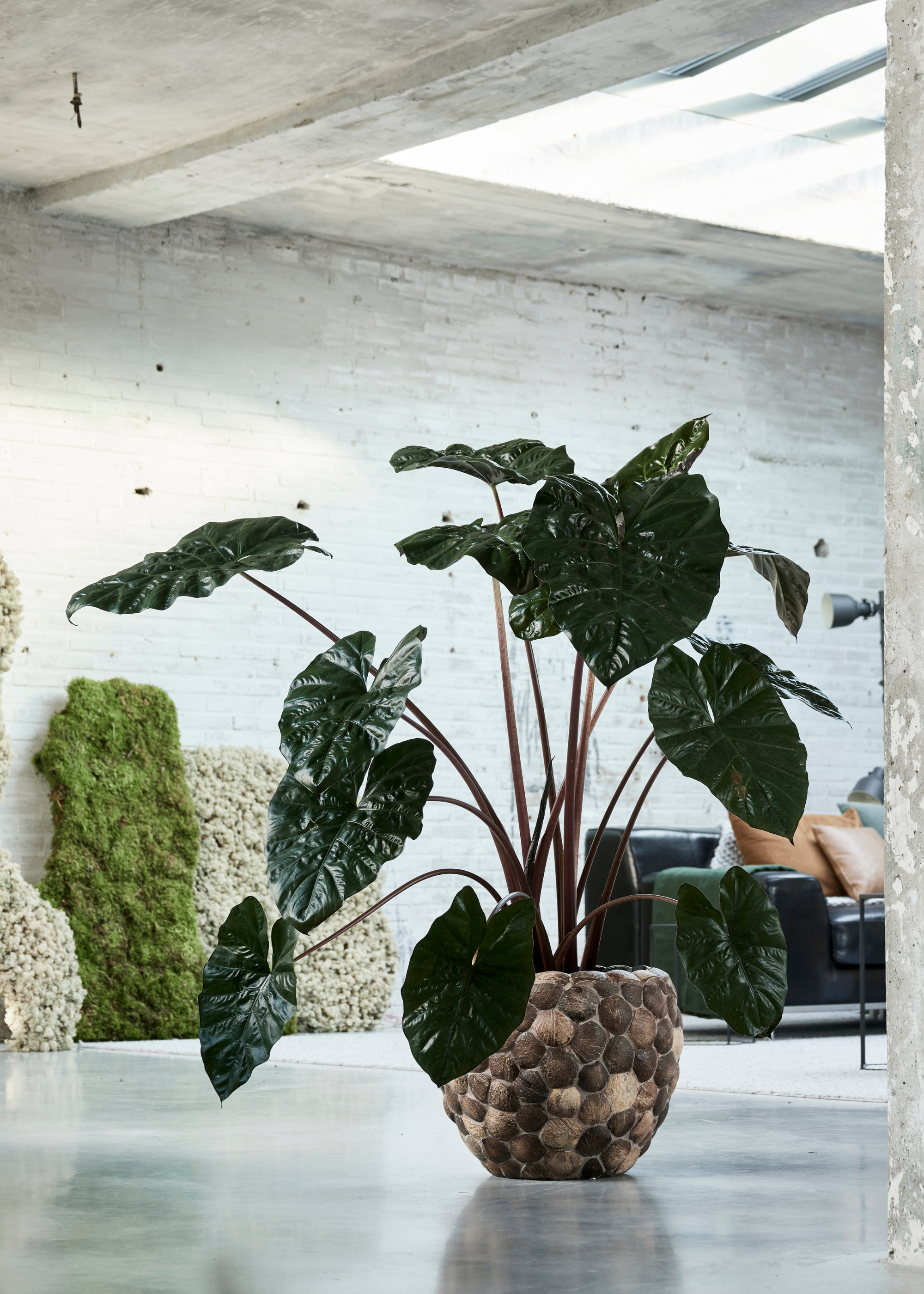 A potted alocasia plant in a rock planter in a living room