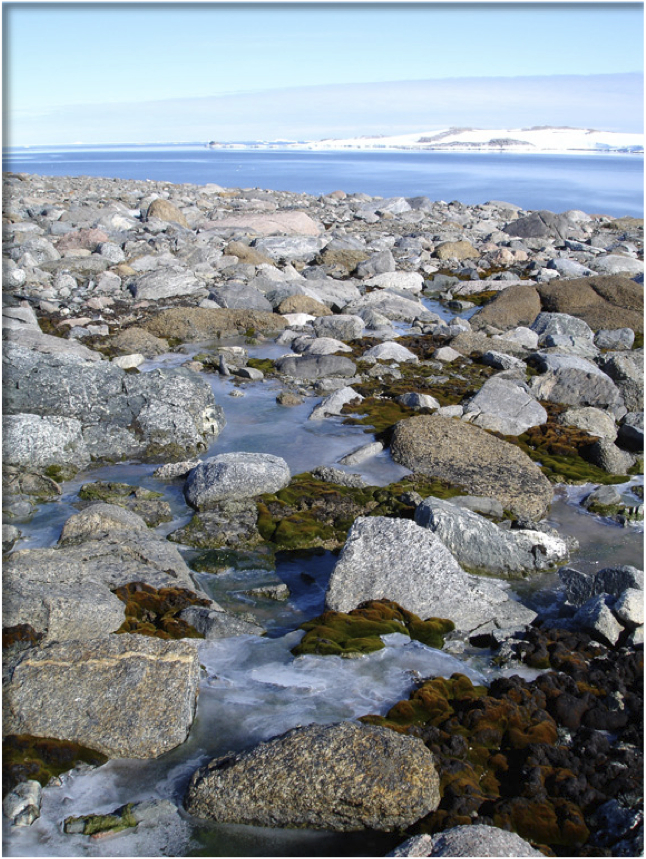 The moss can be seen growing along this lake in Antarctica.