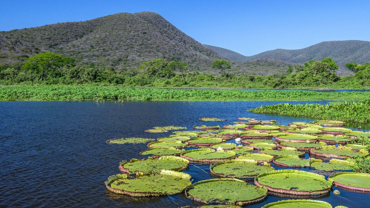 Water lilies in the river in Sierra Amolar in the Pantanal National Park, Brazil 