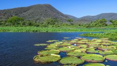 Water lilies in the river in Sierra Amolar in the Pantanal National Park, Brazil 