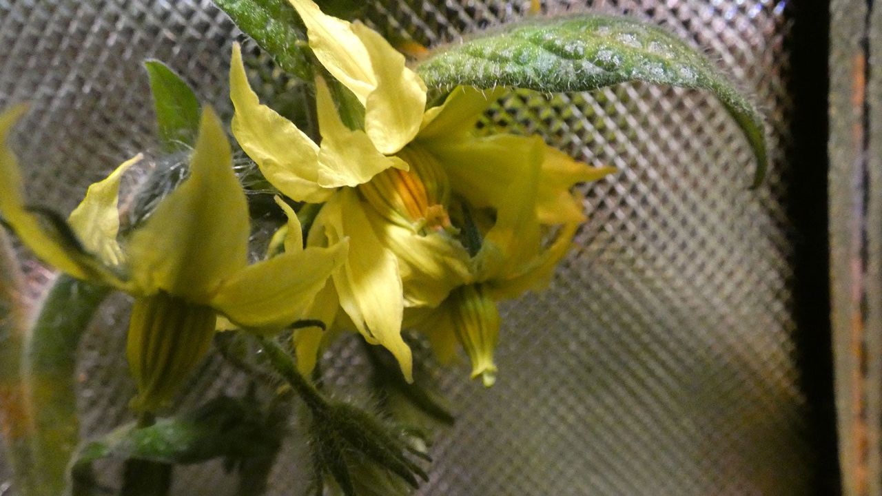 Tomato Plant Flowers