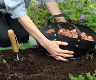 person planting summer bulbs into ground