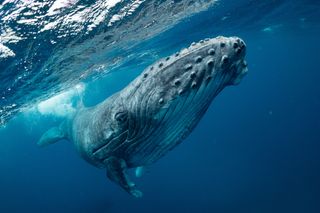 A humpback whale comes uncomfortably close