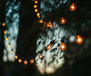 Solar lights in trees