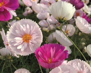 Cupcakes and Saucers cosmos flowers