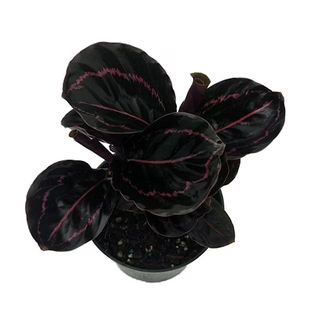 Walmart dottie rose calathea