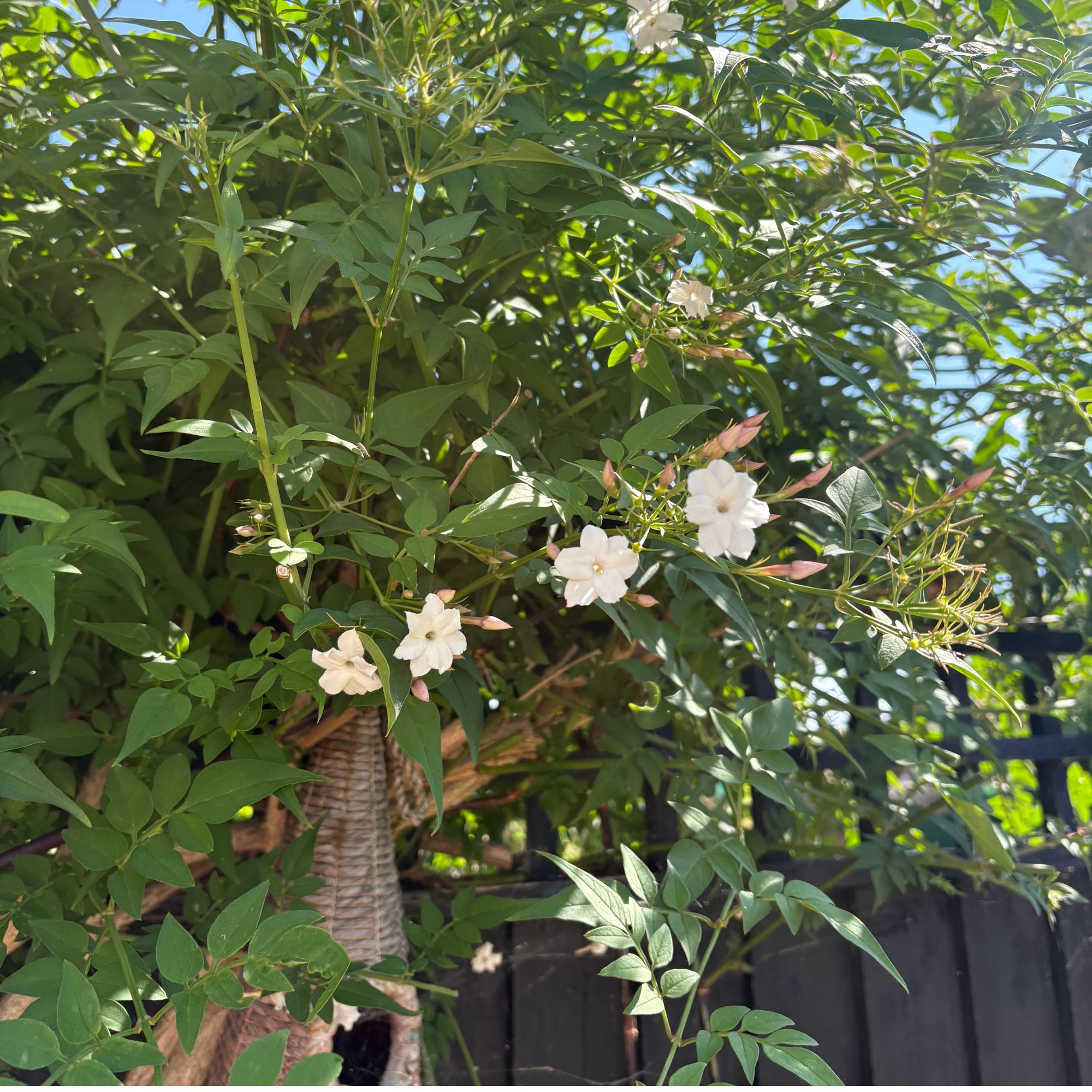 Flowering common jasmine plant