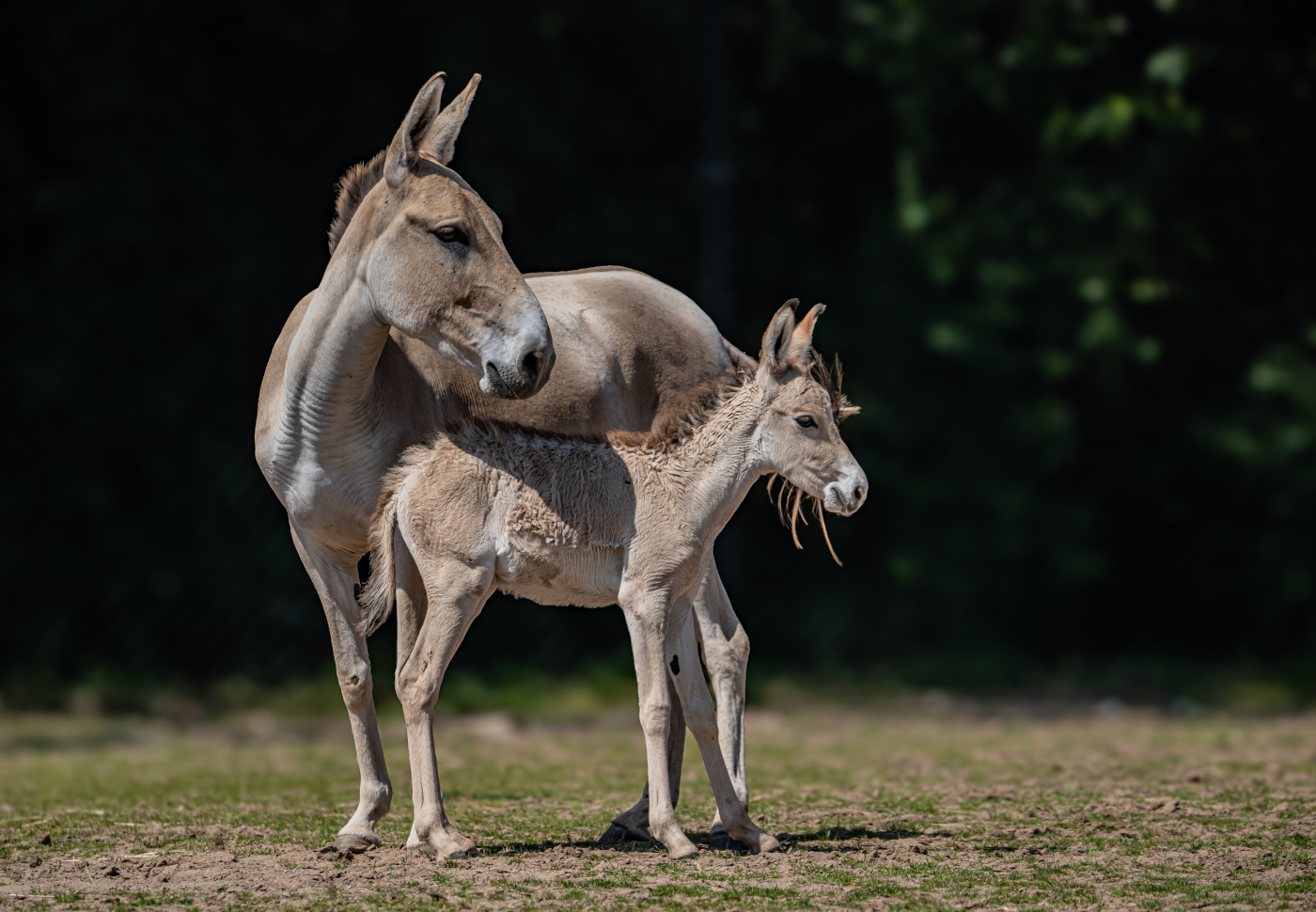 Chester Zoo's onager mare Azita pictured with her foal Jasper.