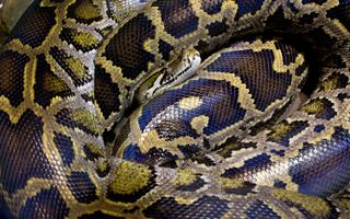 320px x 200px - How a Python Ate a Woman Whole and Left Hardly a Trace of ...