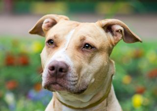 are pit bull dogs dangerous