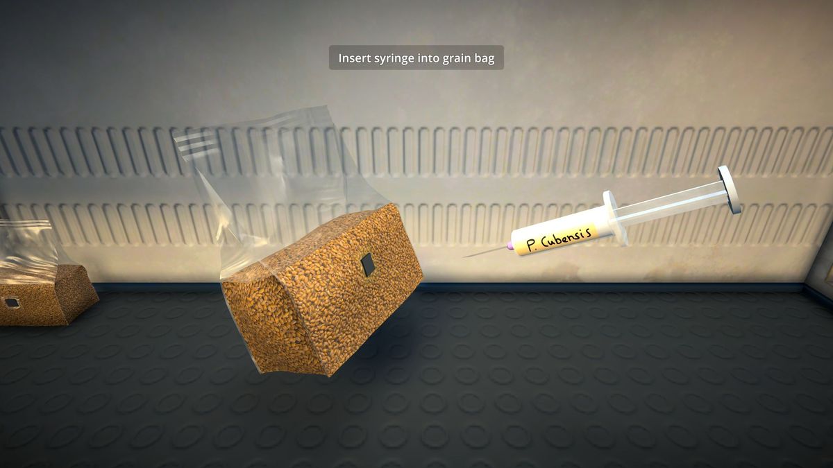 A spore syringe being inserted into a grain bag to grow shrooms in Schedule 1.